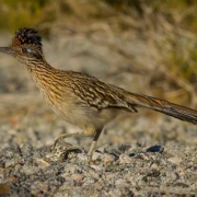 Road Runner 7642