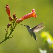 Ruby Throated Hummingbird 7412