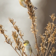 Gold Finches-15