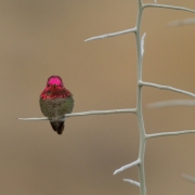Anna's Hummingbird-17