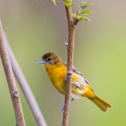 Song Birds & Other Beauties-28