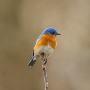 Eastern Blue Bird 1
