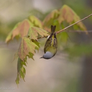 Tennessee-Warbler-8807
