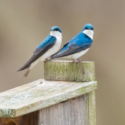 Tree Swallow Pair