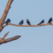Tree Swallows 9662