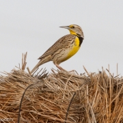 Western Meadowlark 9881