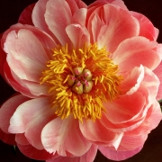 Japanese Peony 1024