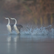 1_Western-Grebes-4597