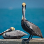Brown Pelicans 9105