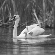 Mute-Swans-and-Cygnets-9912