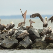 Pelican Family 0543 copy