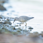 Red Knot 5253