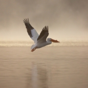 White-Pelican-4460