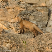 Fox Kit 1423