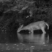 White Tailed Deer 5671