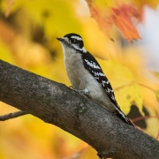 Hairy Woodpecker 54A0600