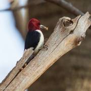 Red Headed Woodpecker 2351