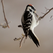 Downy Woodpecker 0504