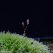 Moss-Spores-1344