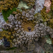 Rock-Trip-Stissing-Mountain-1352