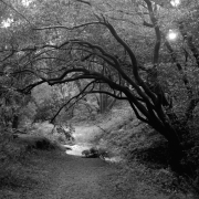 Canyon Marin CA