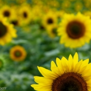 Sun Flowers 5272_2