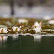 Water Lillies 8967